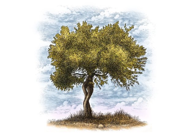 Olive tree 2